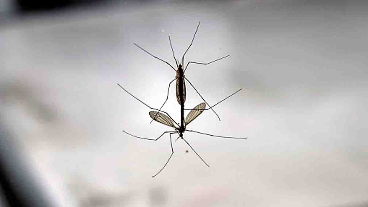 Mosquitoes Vanish From Earth
