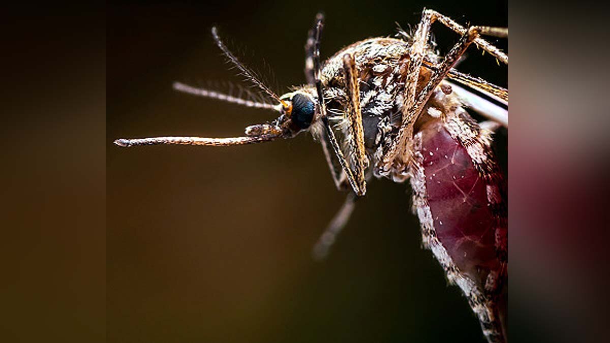 First Drug for Dengue