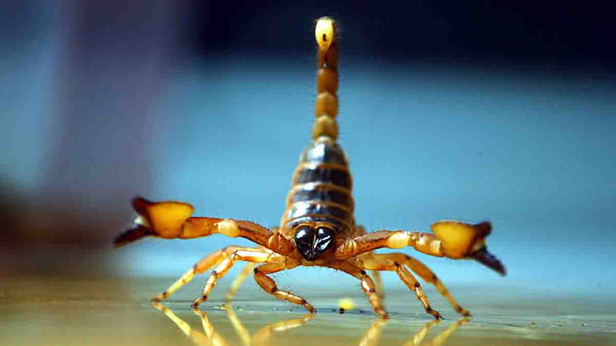 Dog Sized Sea Scorpion