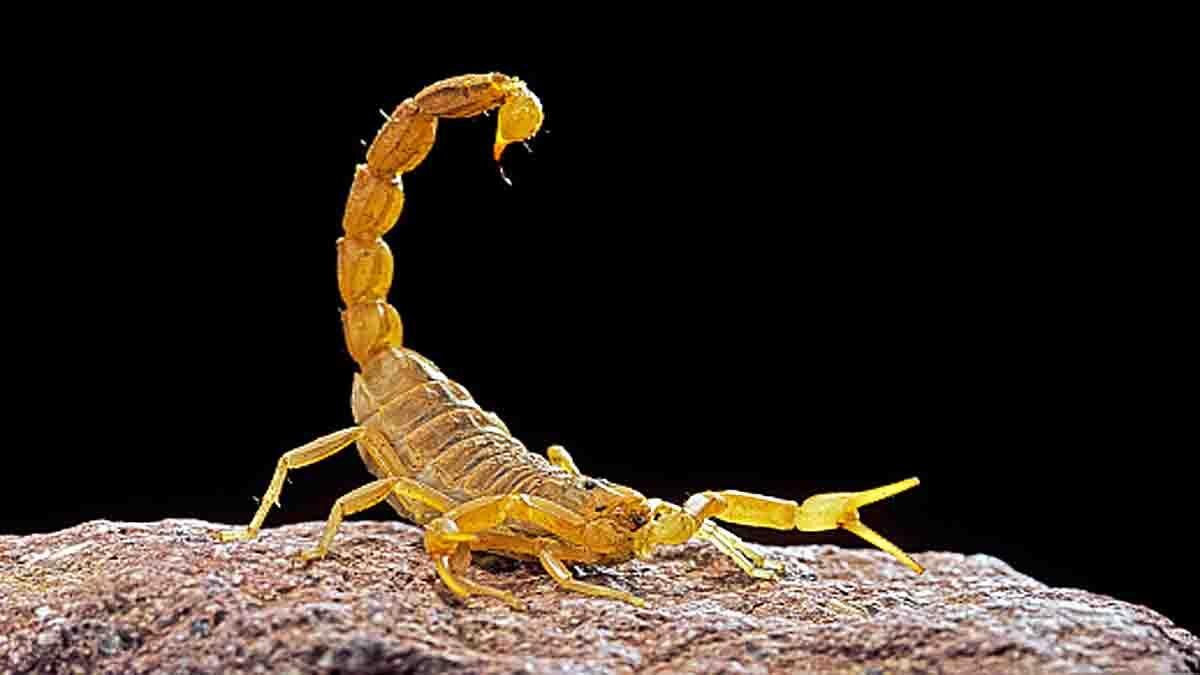 Dog Sized Sea Scorpion