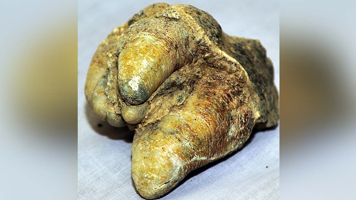 Dragon Tooth Mastodon