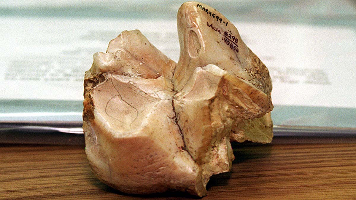 Dragon Tooth Mastodon