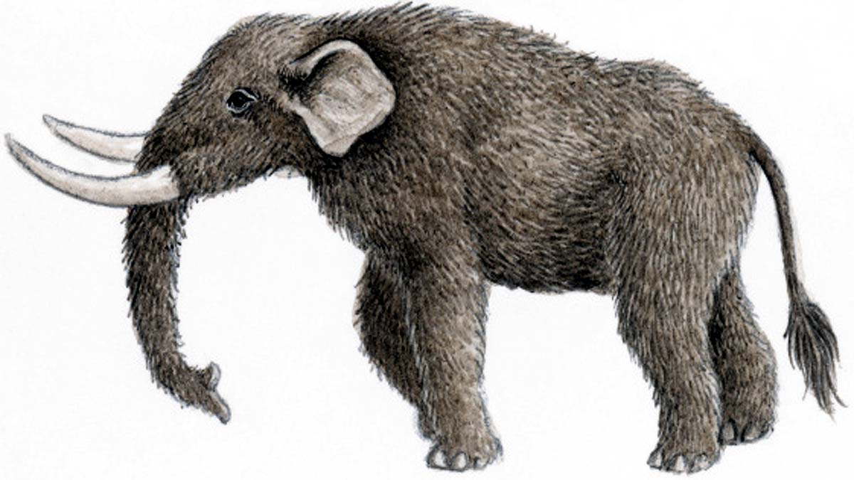 Dragon Tooth Mastodon