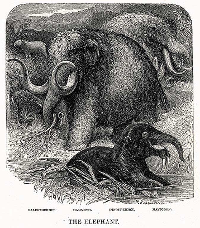 Dragon Tooth Mastodon