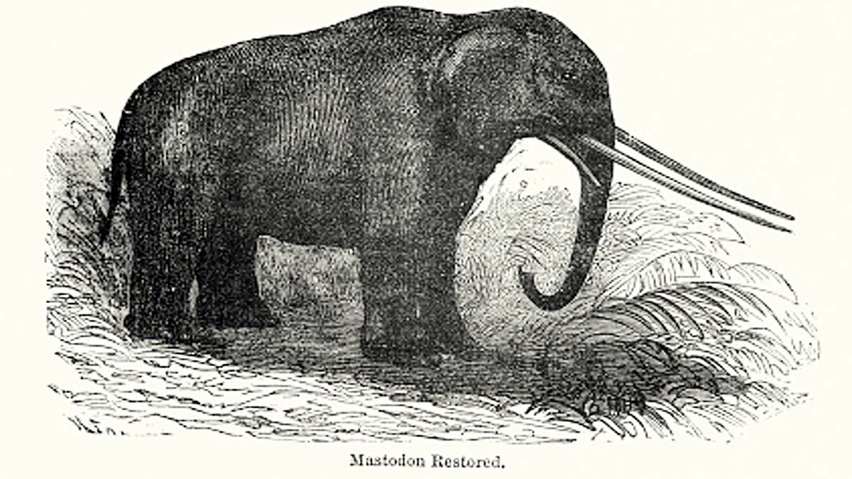 Dragon Tooth Mastodon