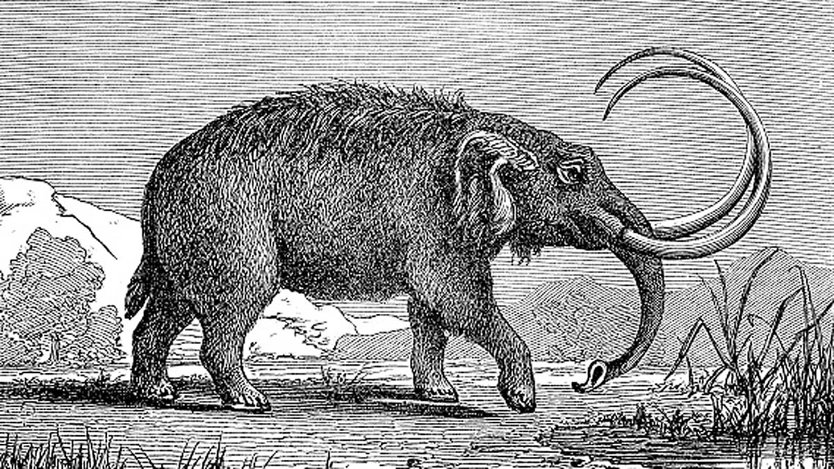 Dragon Tooth Mastodon