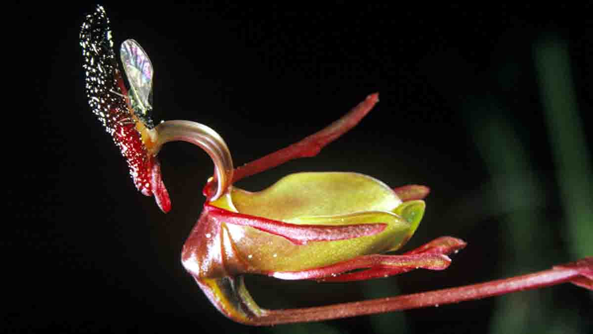 10 Beautiful Strange Flowers