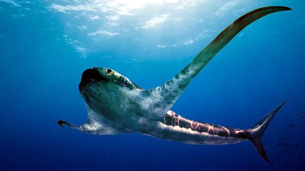 Weirdest Sharks of The World