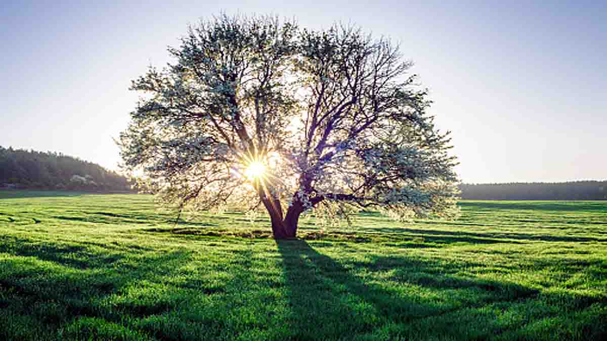 Earthquakes boost tree growth