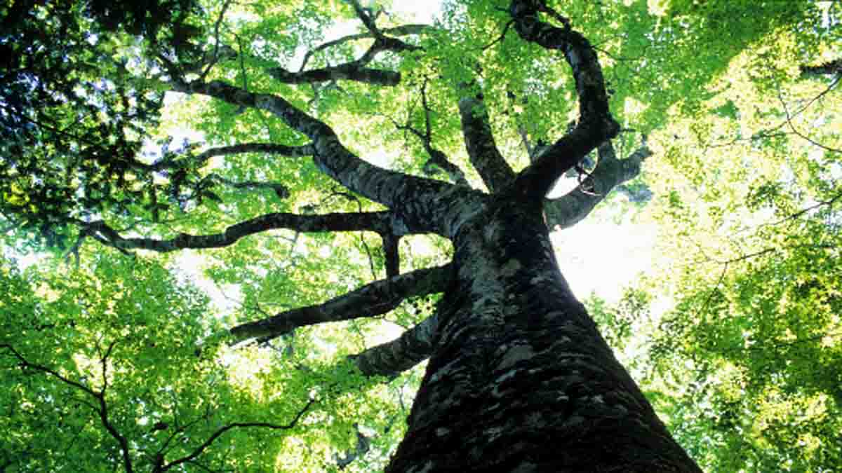 Earthquakes boost tree growth