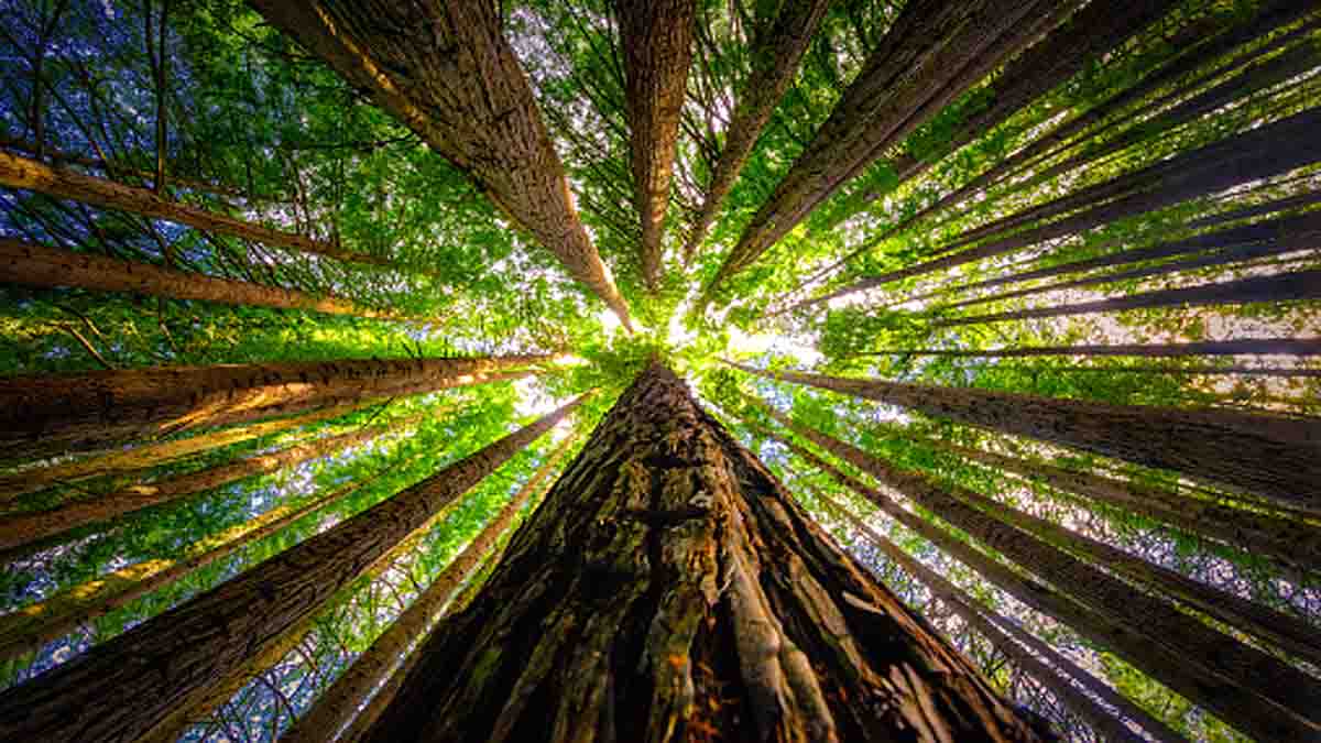 Earthquakes boost tree growth