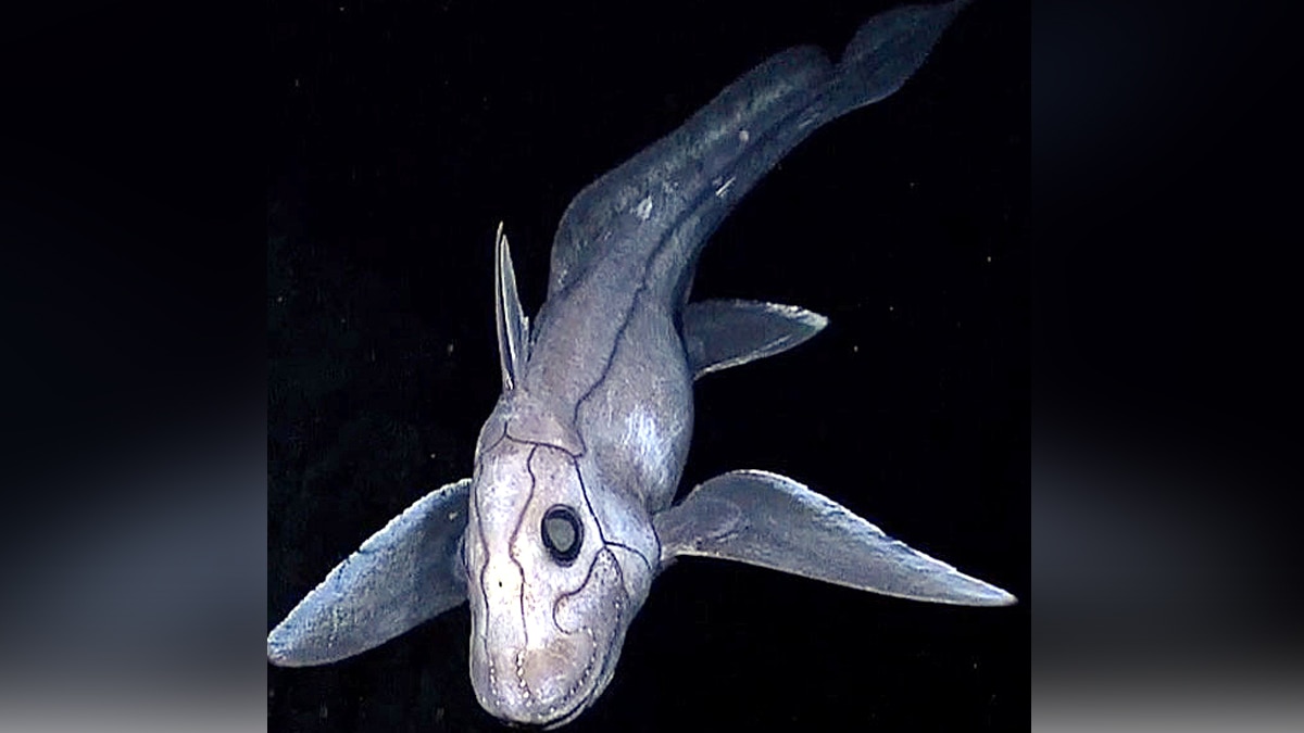 Weirdest Sharks of The World