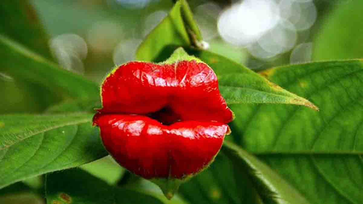 10 Beautiful Strange Flowers