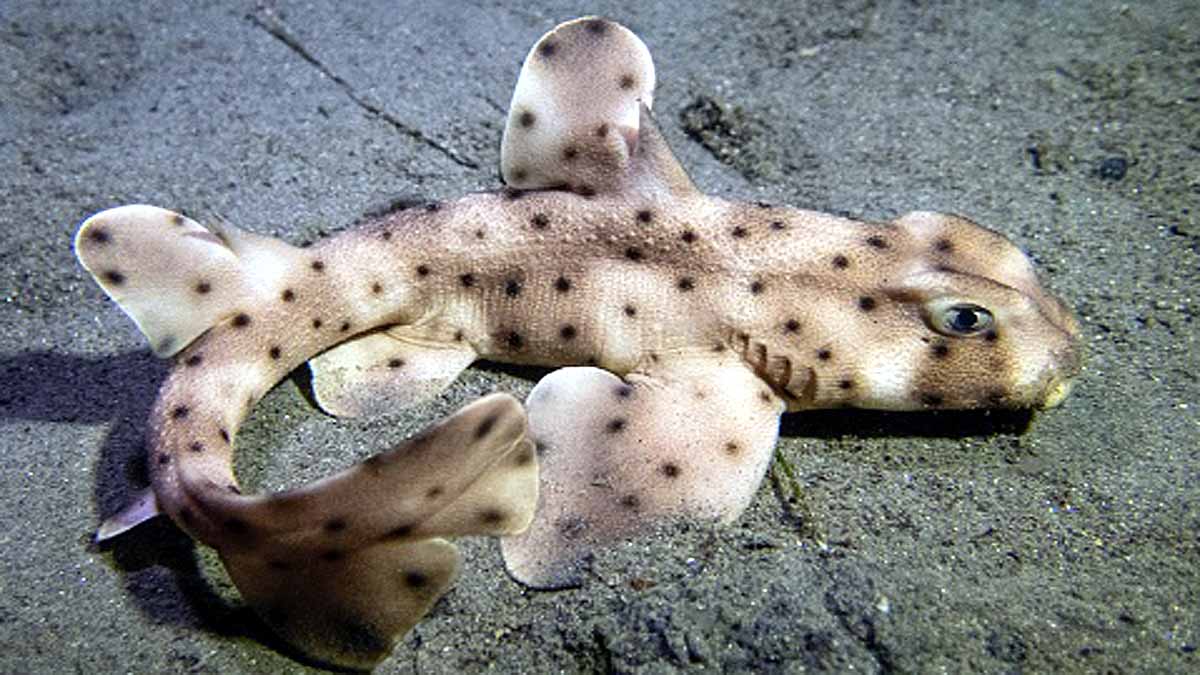 Weirdest Sharks of The World