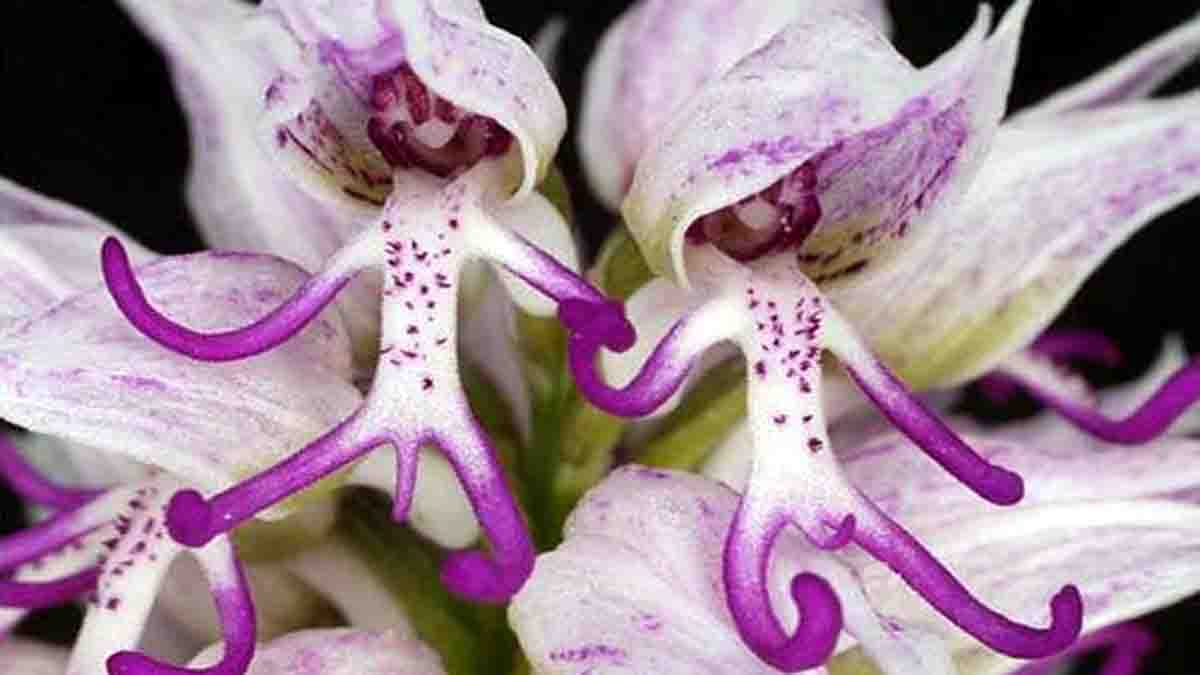 10 Beautiful Strange Flowers