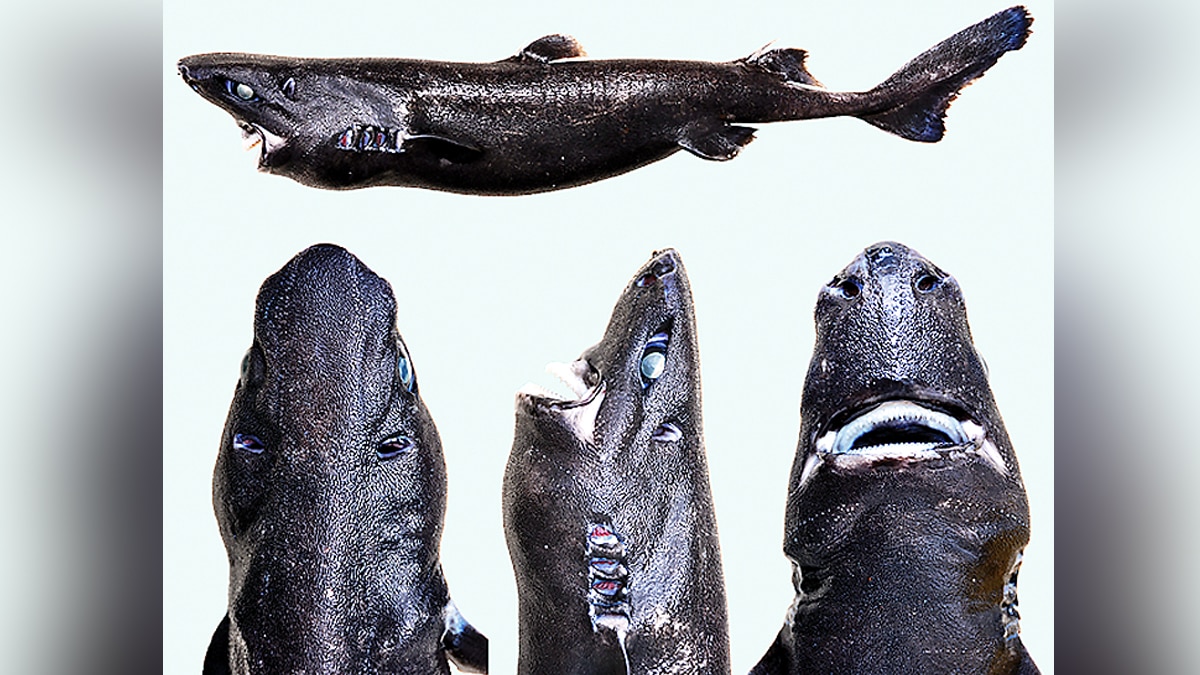 Weirdest Sharks of The World