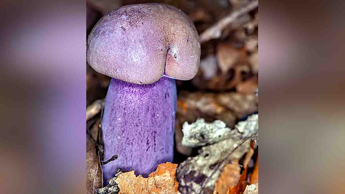 Penis Mushroom Kills Mosquitoes