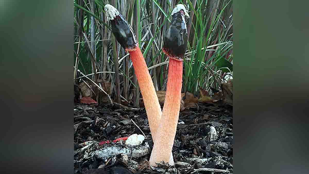 Penis Mushroom Treats typhoid