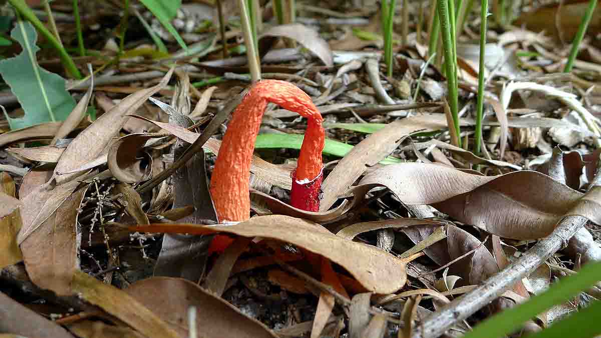Penis Mushroom Kills Mosquitoes