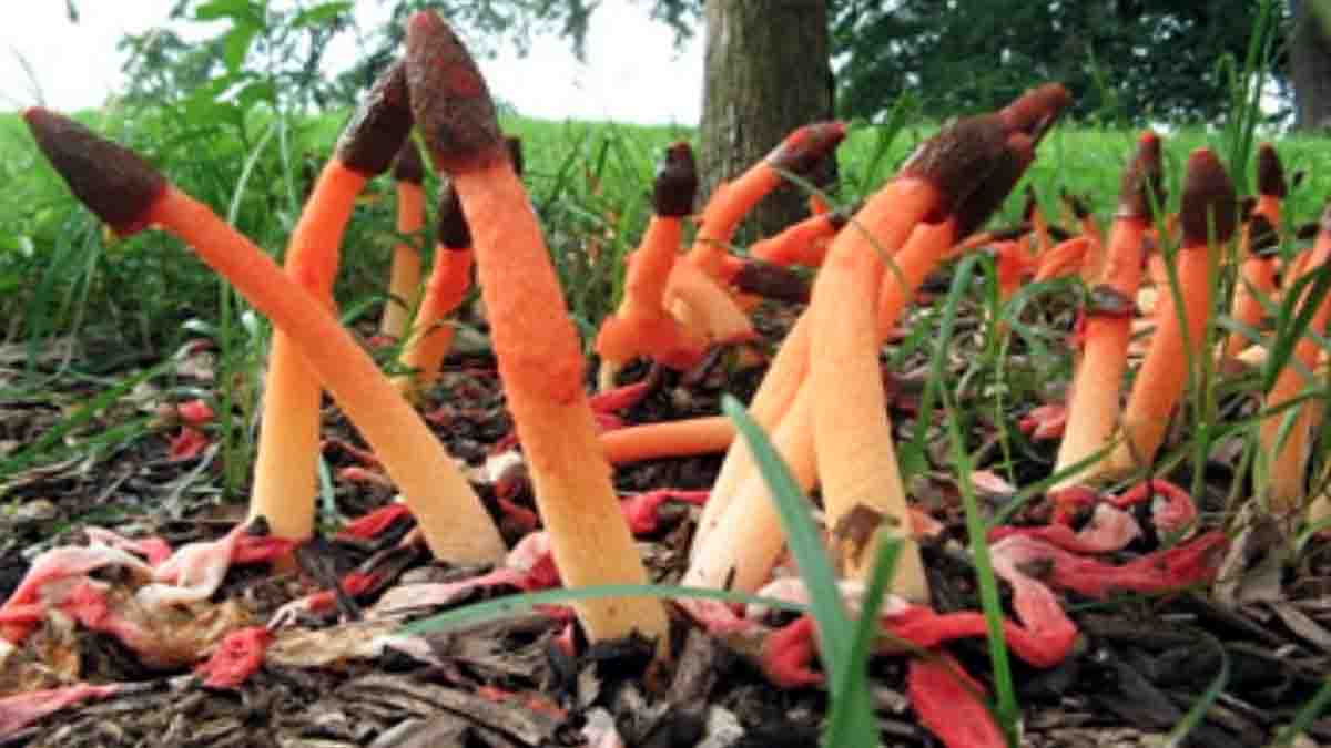Penis Mushroom Treats typhoid