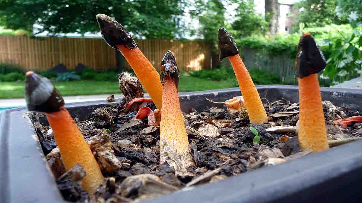 Penis Mushroom Kills Mosquitoes