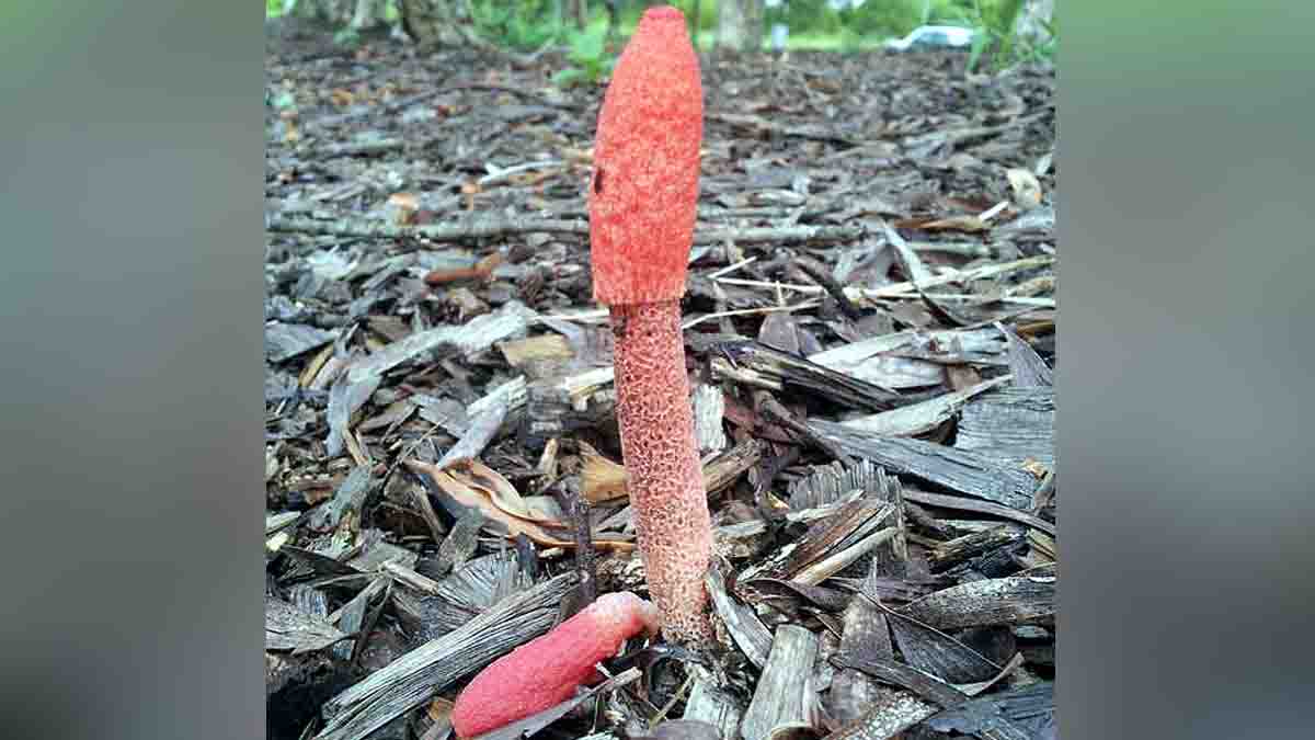 Penis Mushroom Kills Mosquitoes