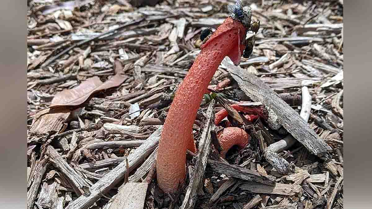 Penis Mushroom Treats typhoid