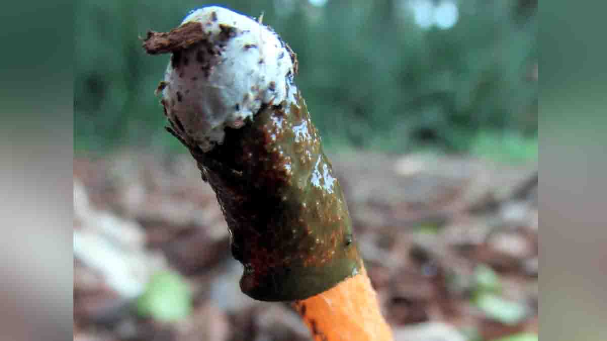 Penis Mushroom Treats typhoid