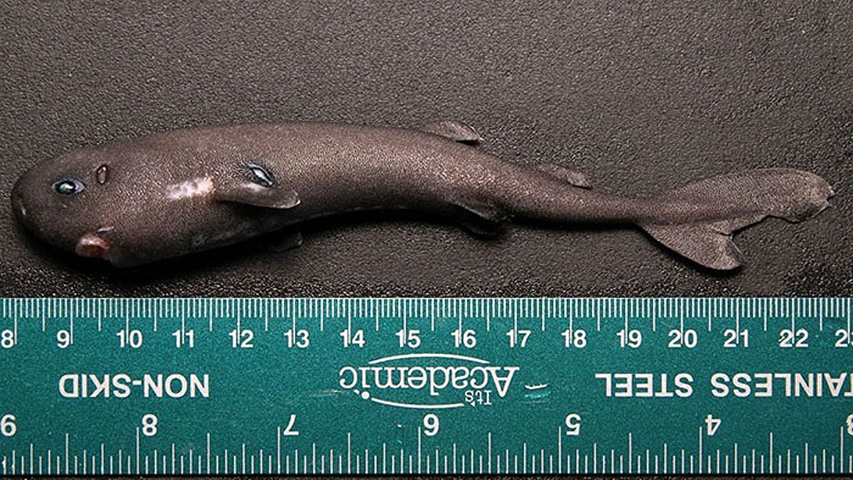 Weirdest Sharks of The World