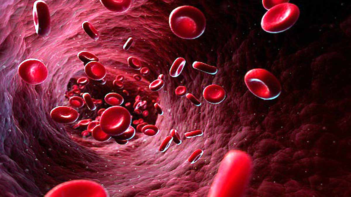 New Work of Red Blood Cells