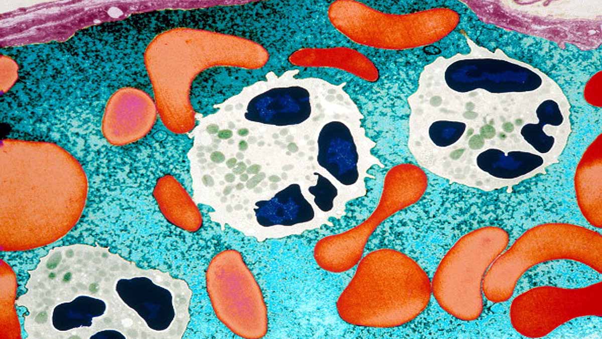 New Work of Red Blood Cells