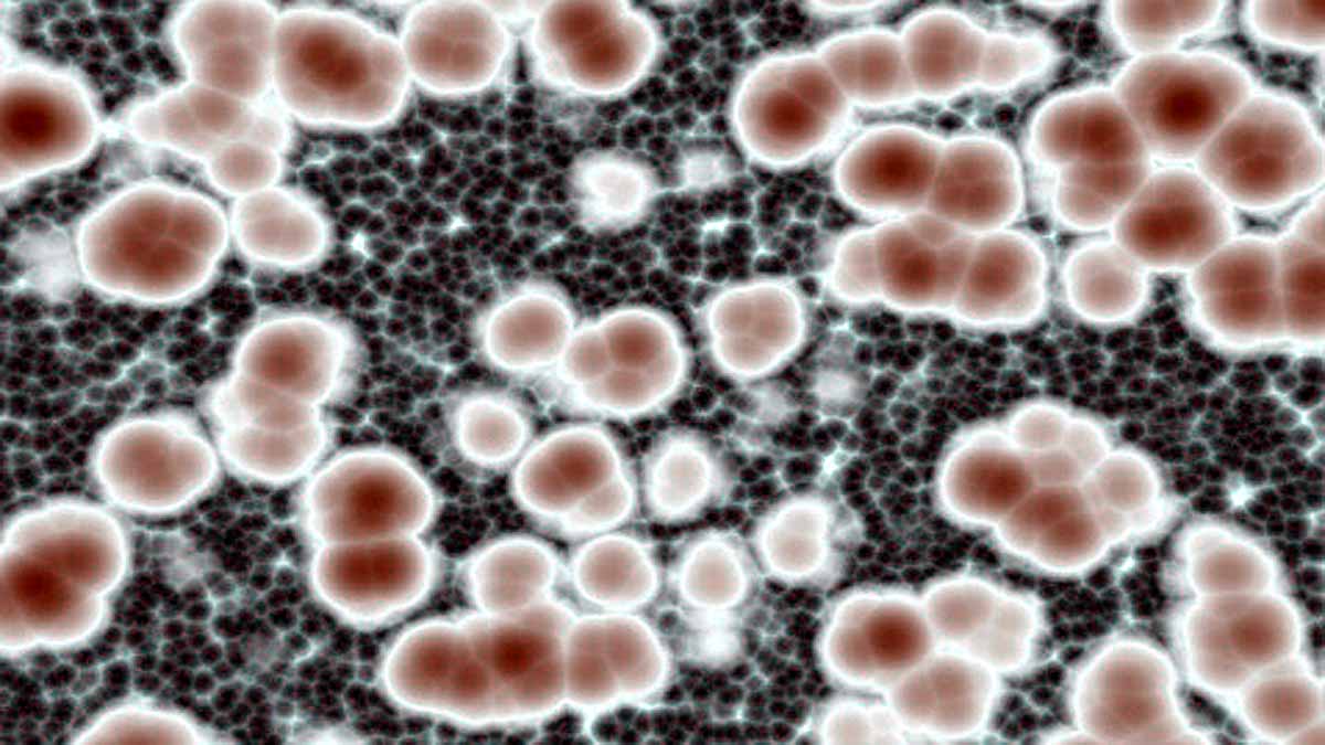 New Work of Red Blood Cells