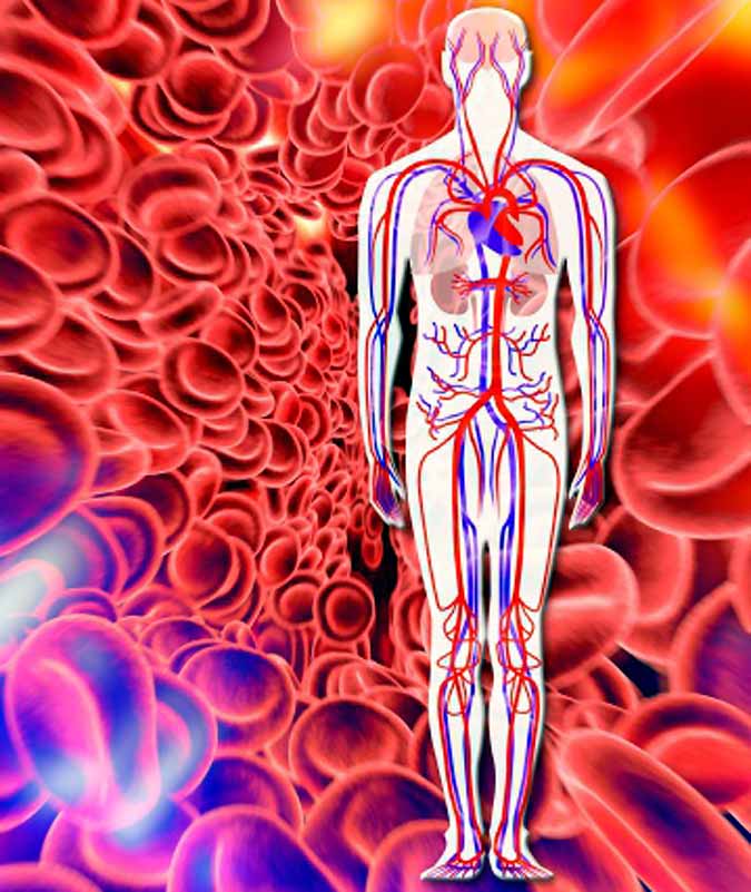 New Work of Red Blood Cells