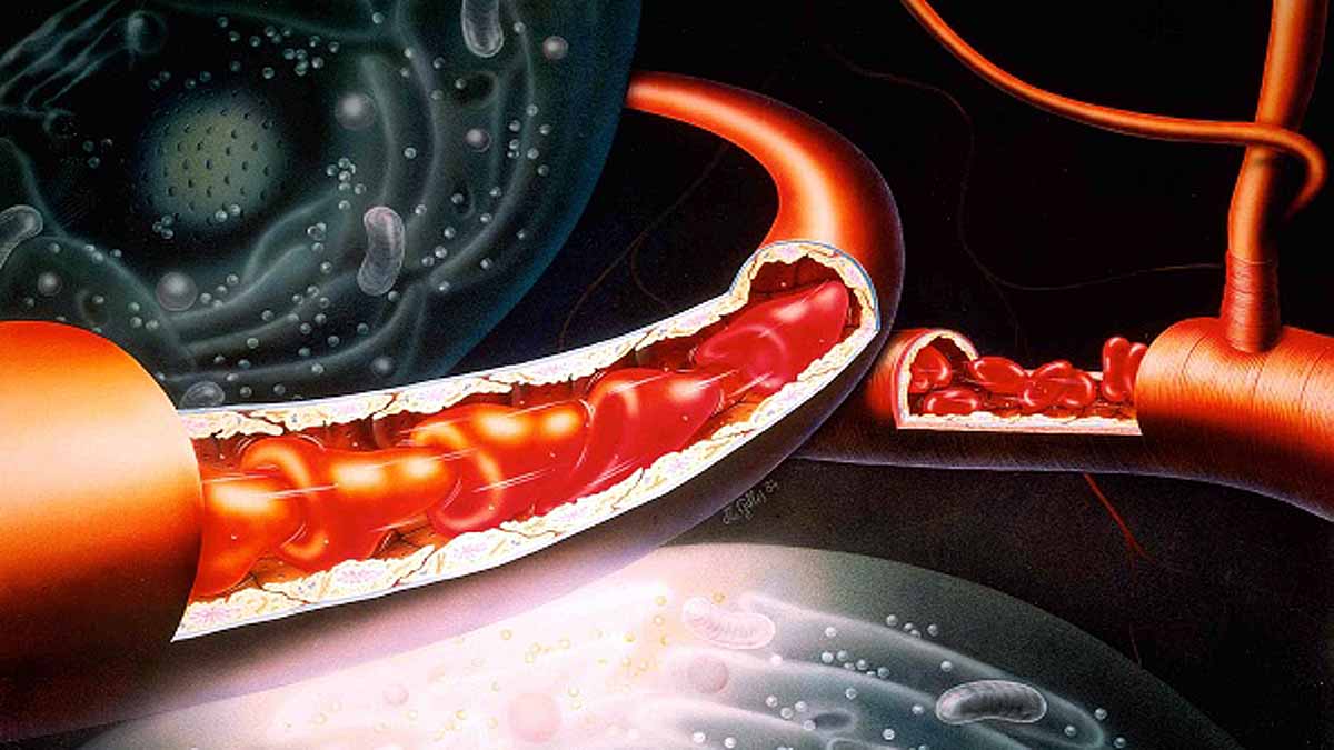 New Work of Red Blood Cells