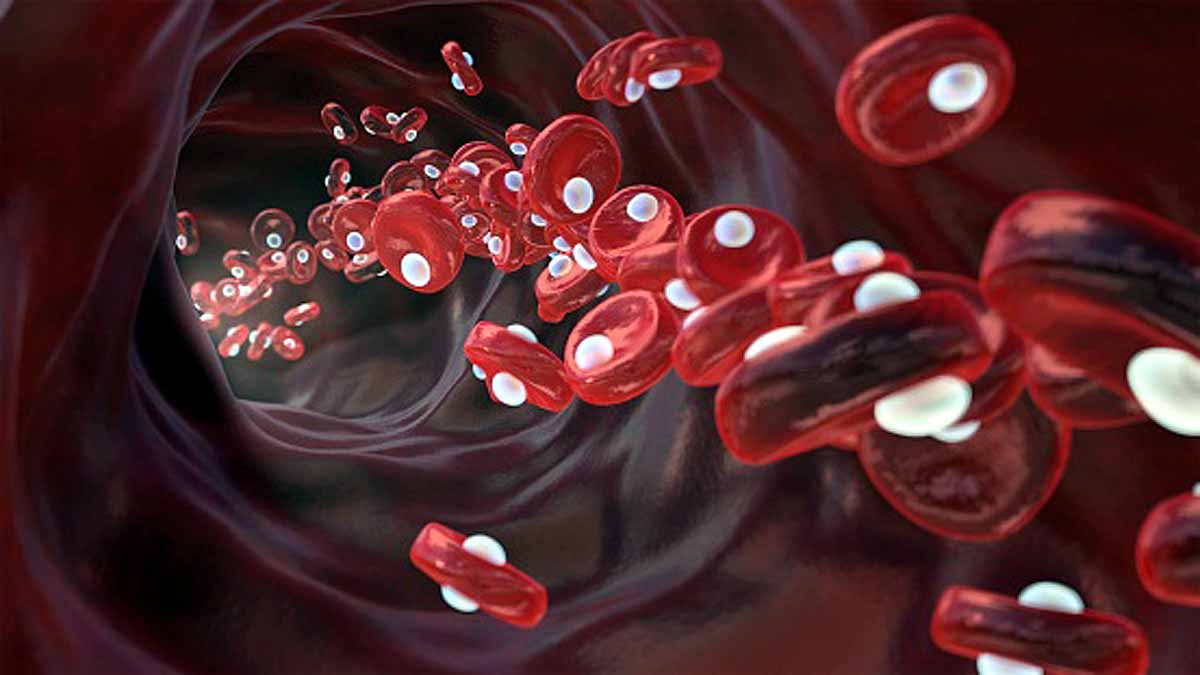 New Work of Red Blood Cells
