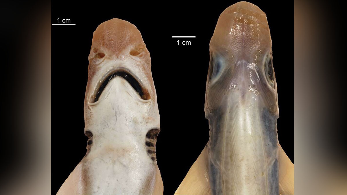 Weirdest Sharks of The World