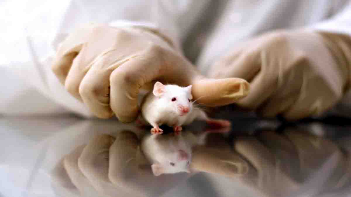 Space Radiation Dangerous for Male Brain