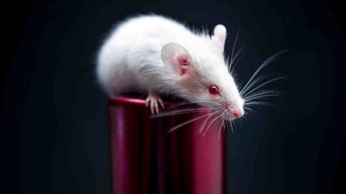 Space Radiation Dangerous for Male Brain