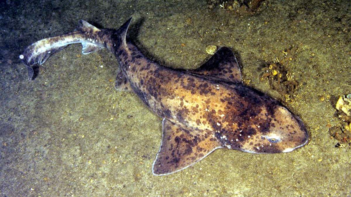 Weirdest Sharks of The World