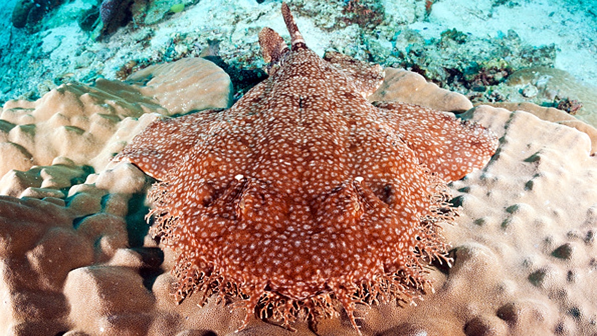 Weirdest Sharks of The World