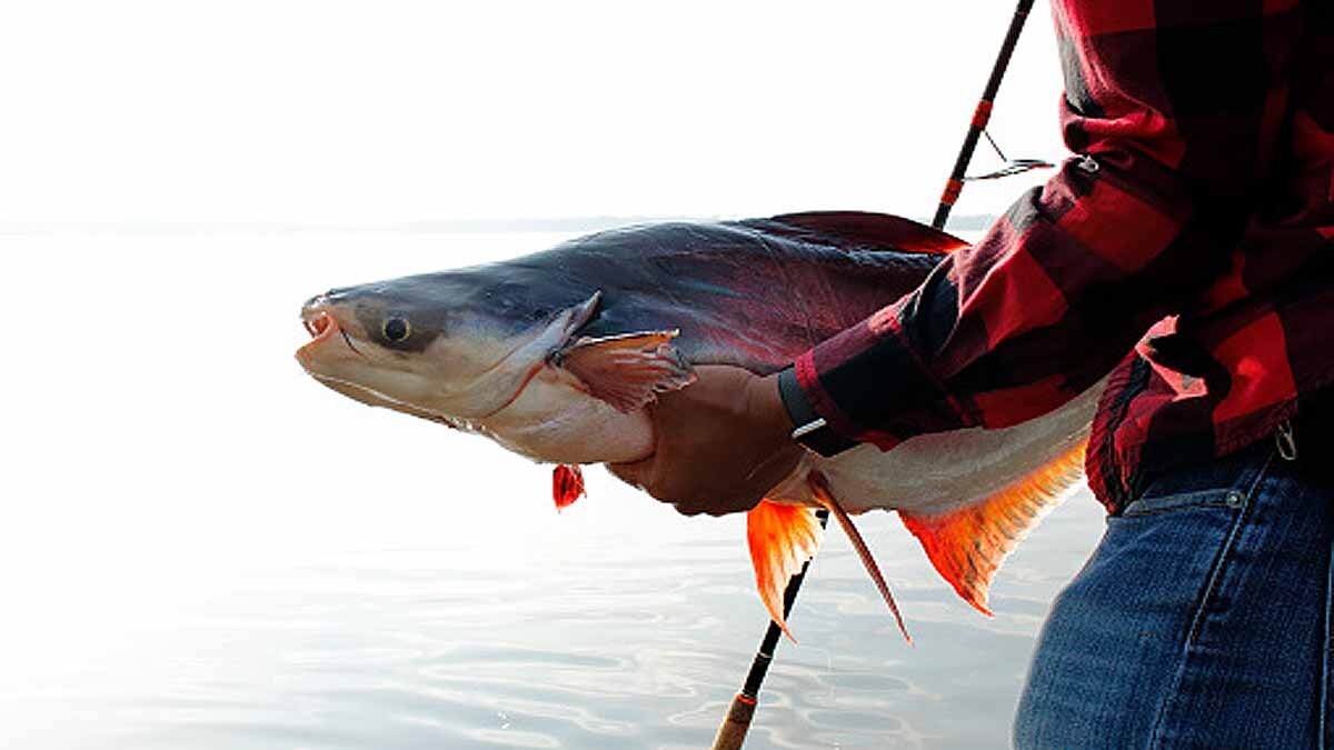 rare bright yellow catfish