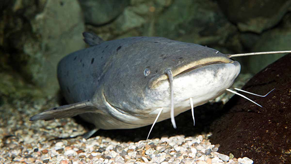 rare bright yellow catfish