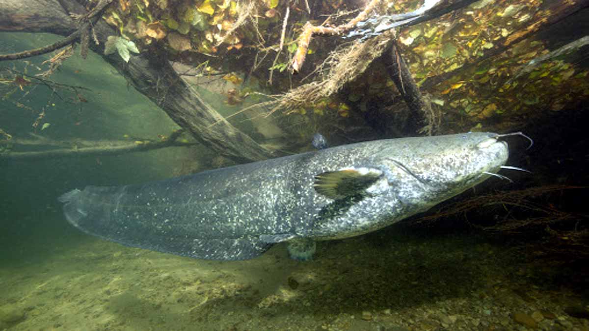 rare bright yellow catfish