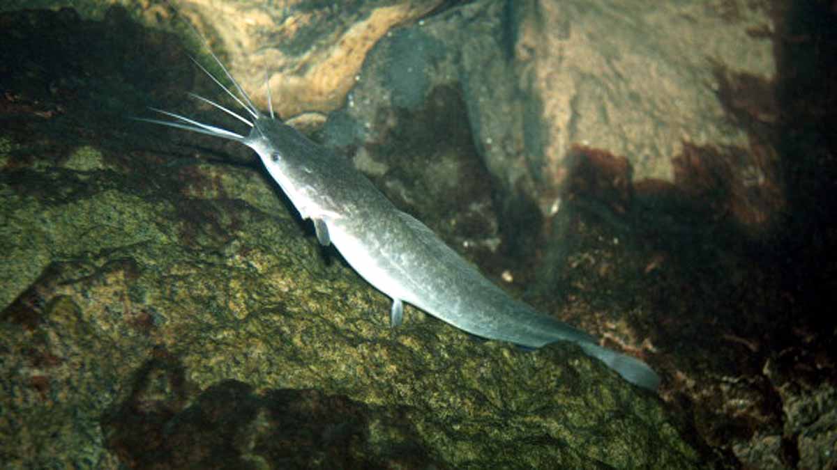 rare bright yellow catfish