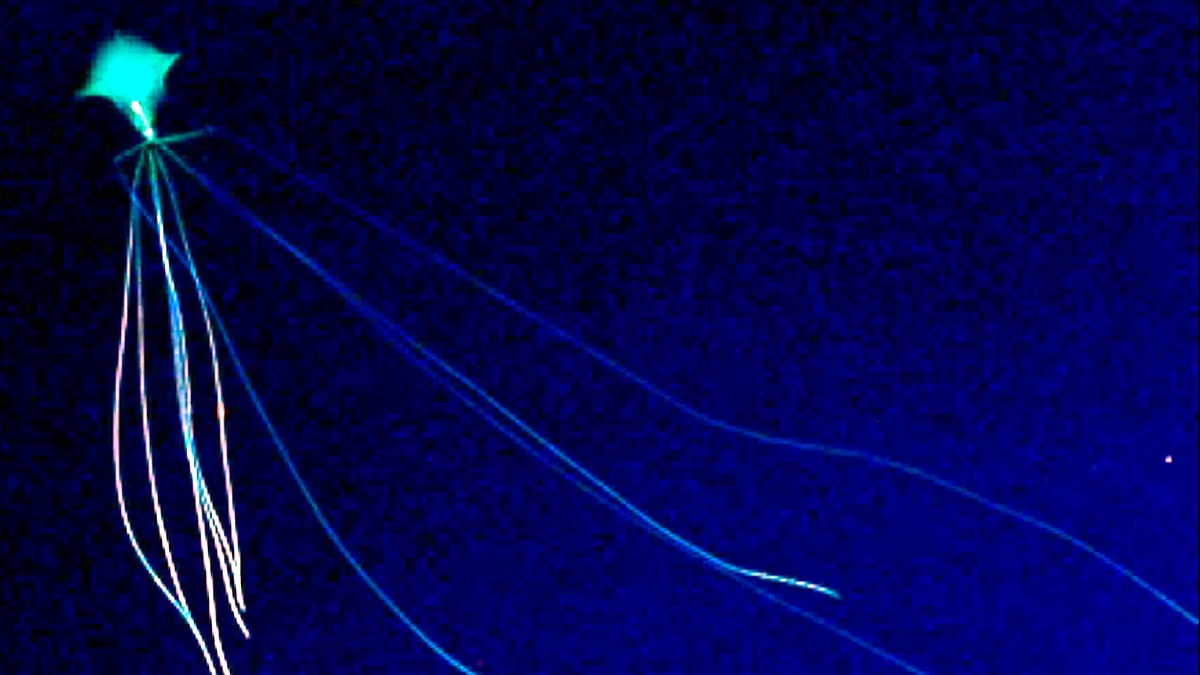 Alien Bigfin Squid NOAA