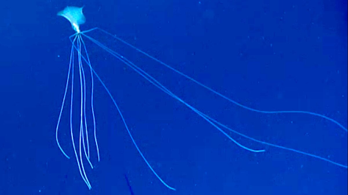 Alien Bigfin Squid NOAA