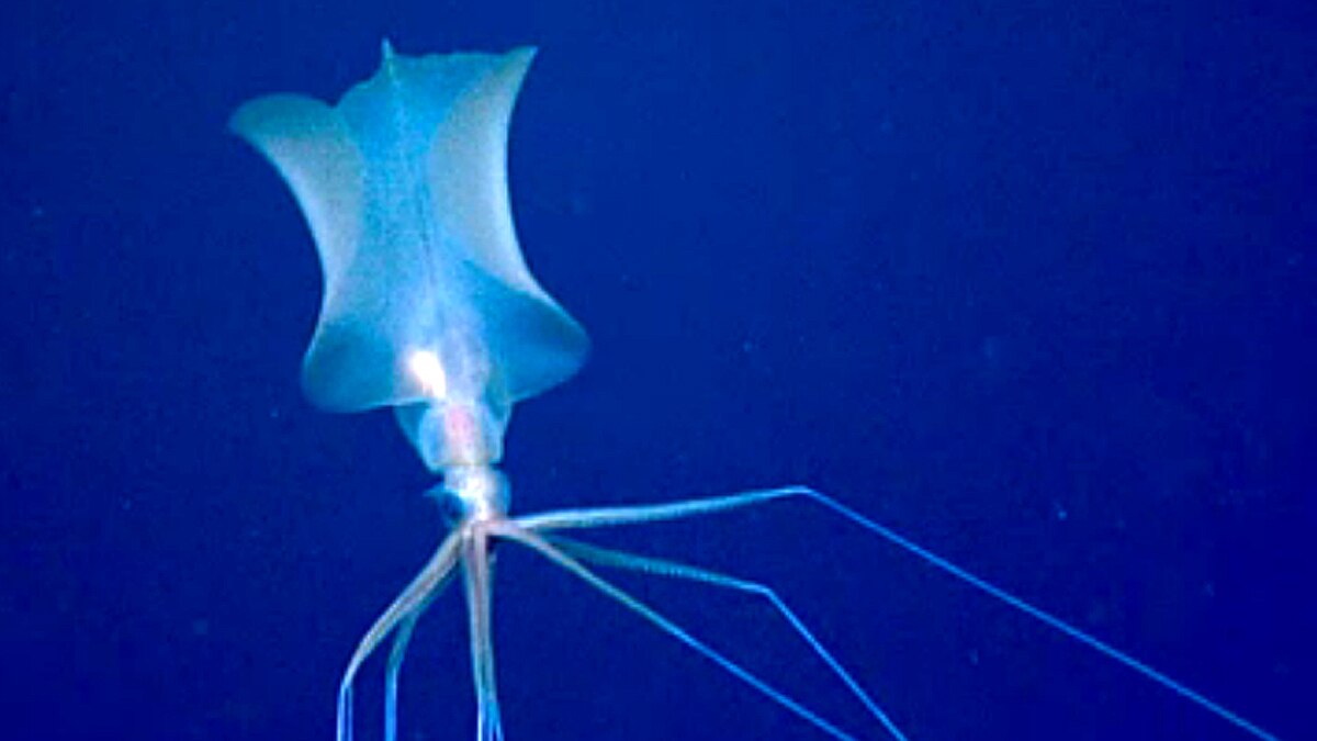 Alien Bigfin Squid NOAA