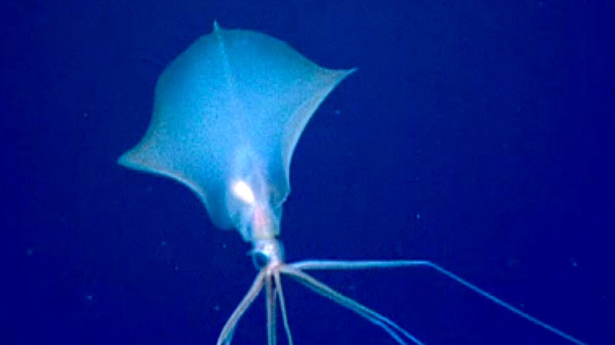 Alien Bigfin Squid NOAA