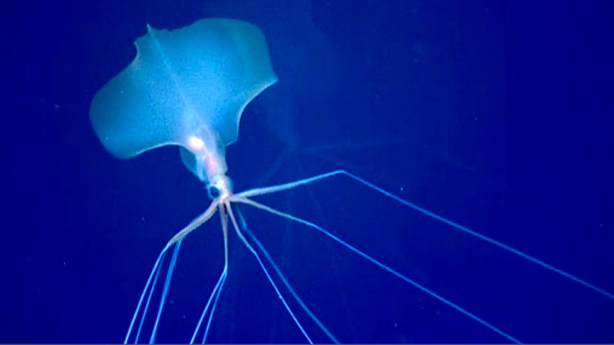 Alien Bigfin Squid NOAA