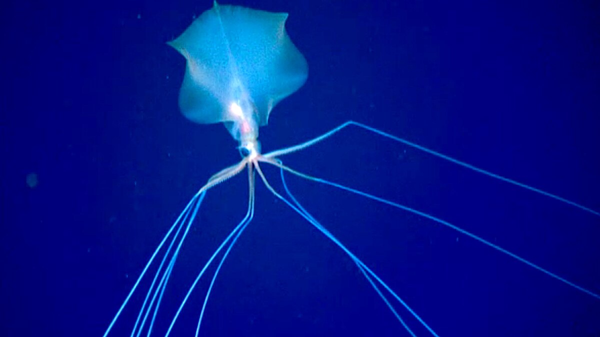 Alien Bigfin Squid NOAA